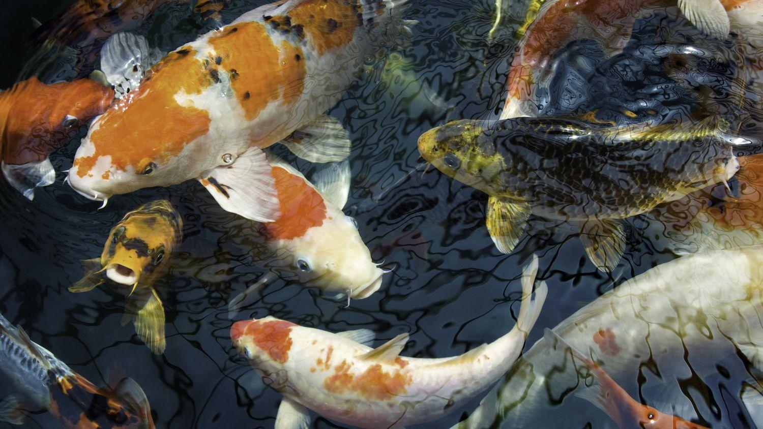 1500x844 Using Fish as Feng Shui Cures for Wealth
