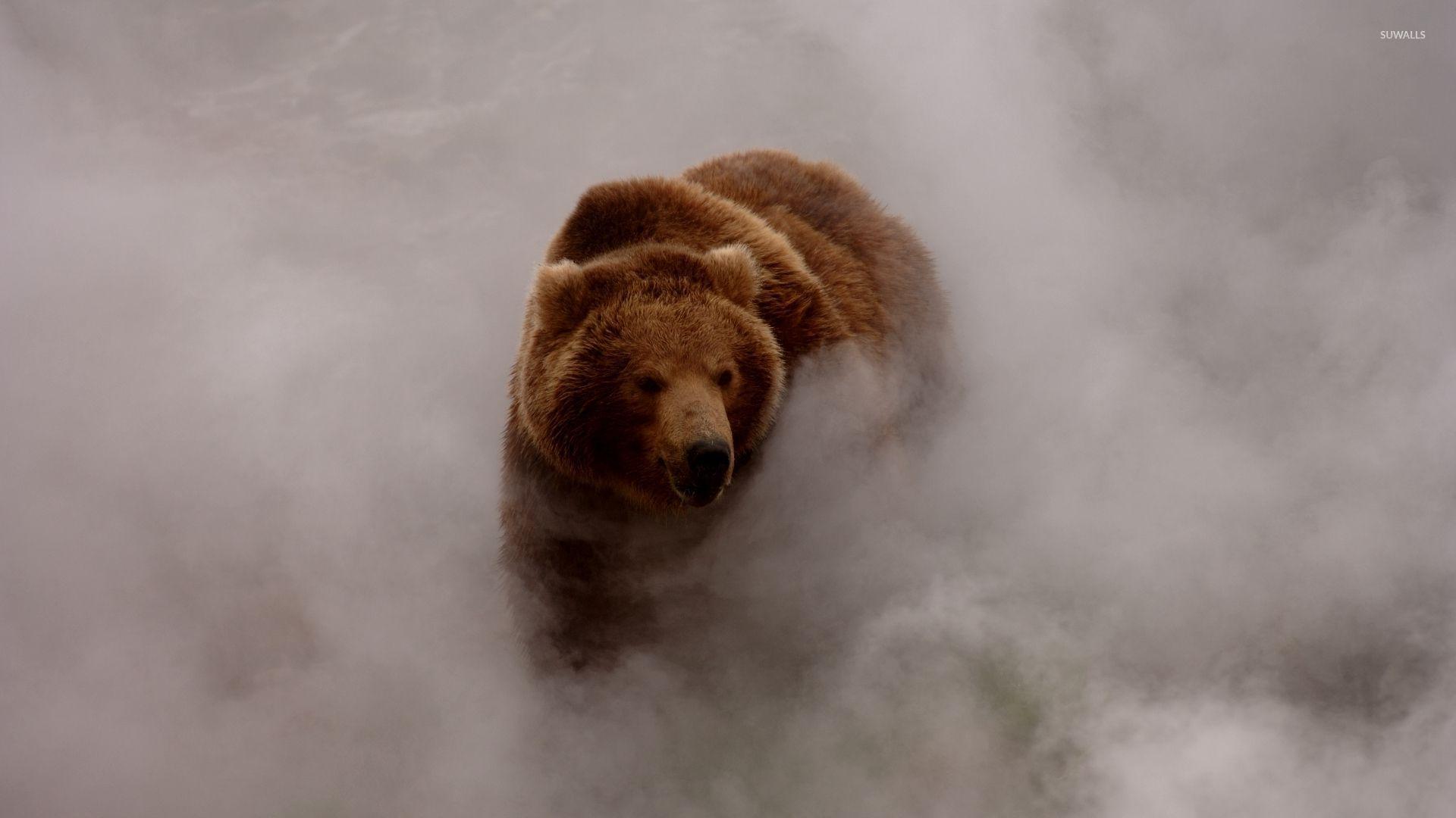 1920x1080 Bear in the fog wallpaper wallpaper