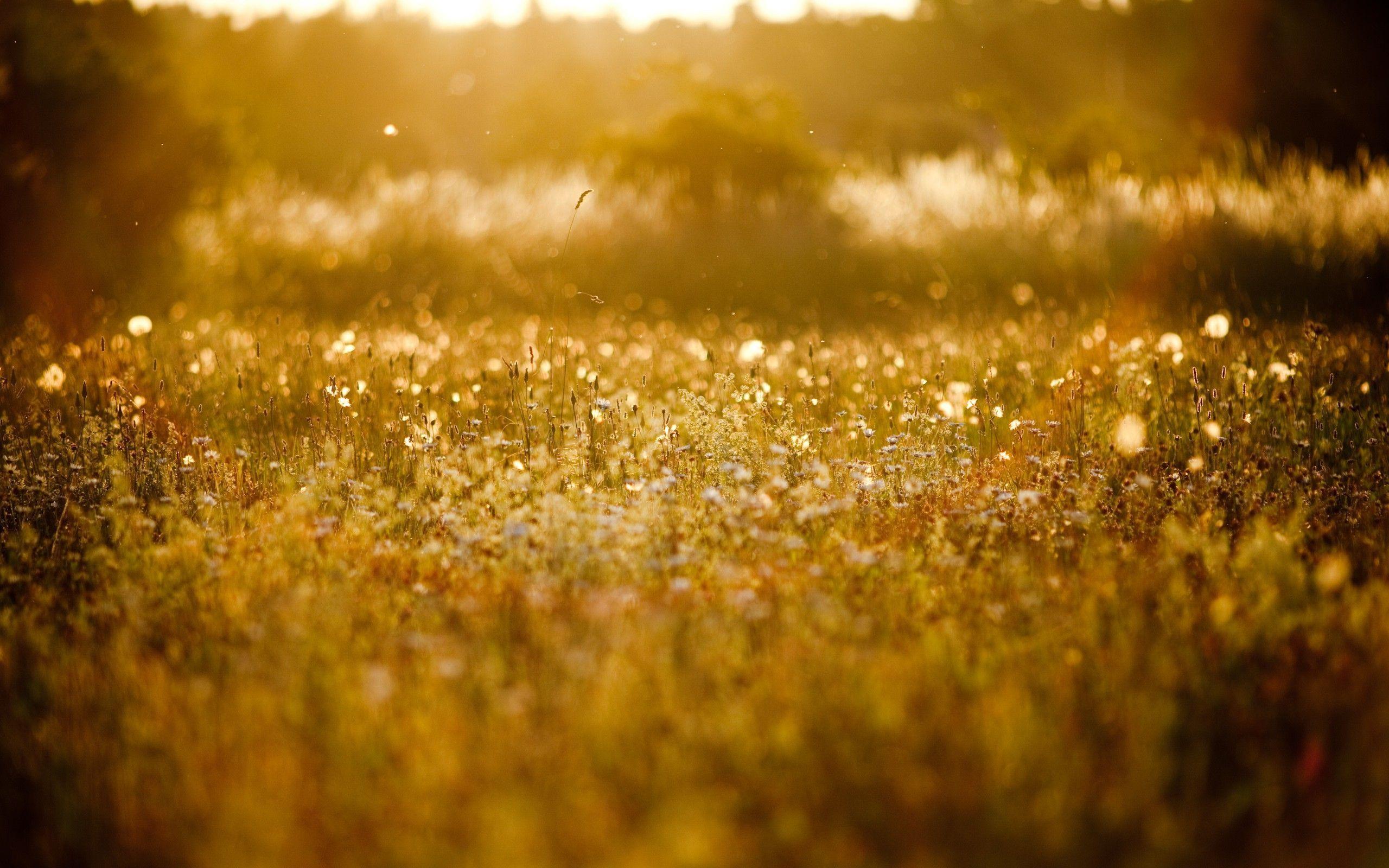 2560x1600 Out Of Focus Golden Field Wallpaper
