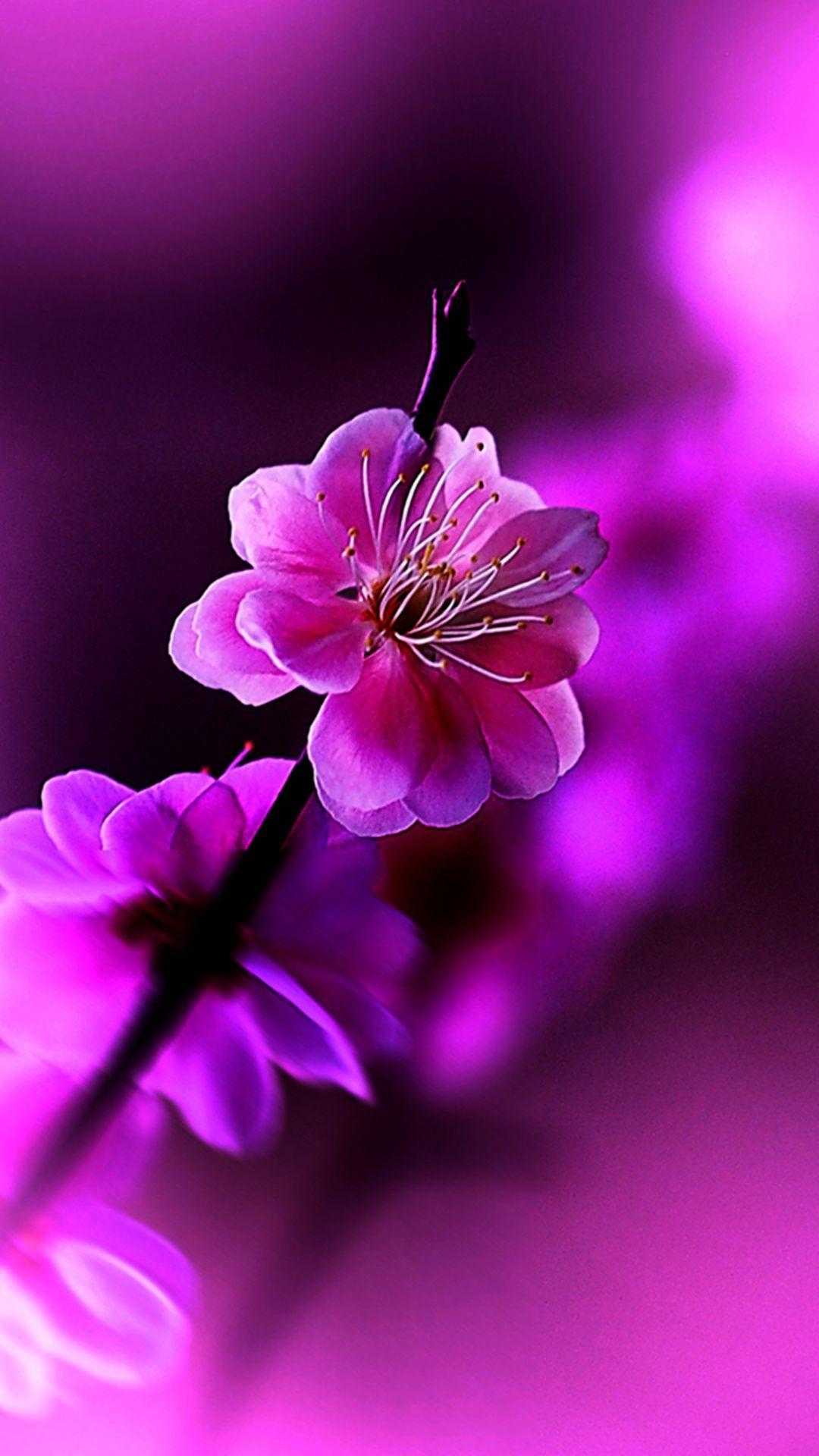 Flower Wallpapers For Mobile Phones