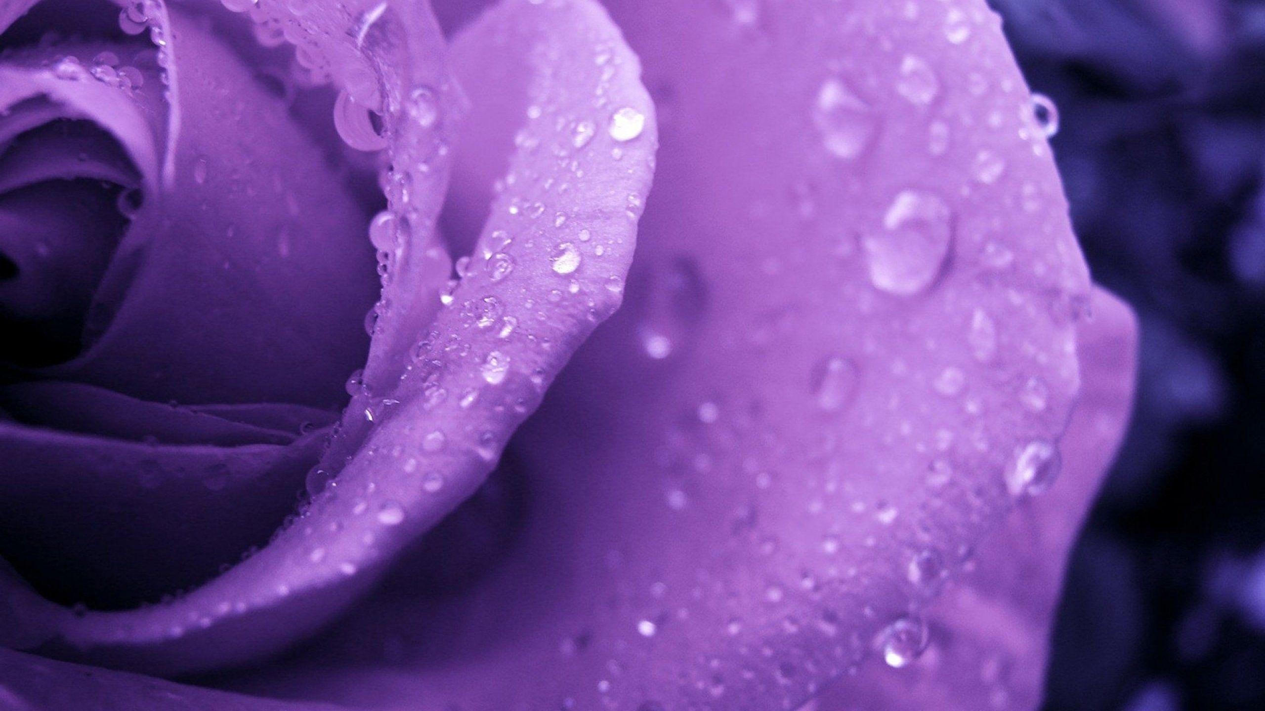 2560x1440 Hd Flowers Wallpaper, Nature, Amazing, Flowers, Picture, Flower With Water Drops