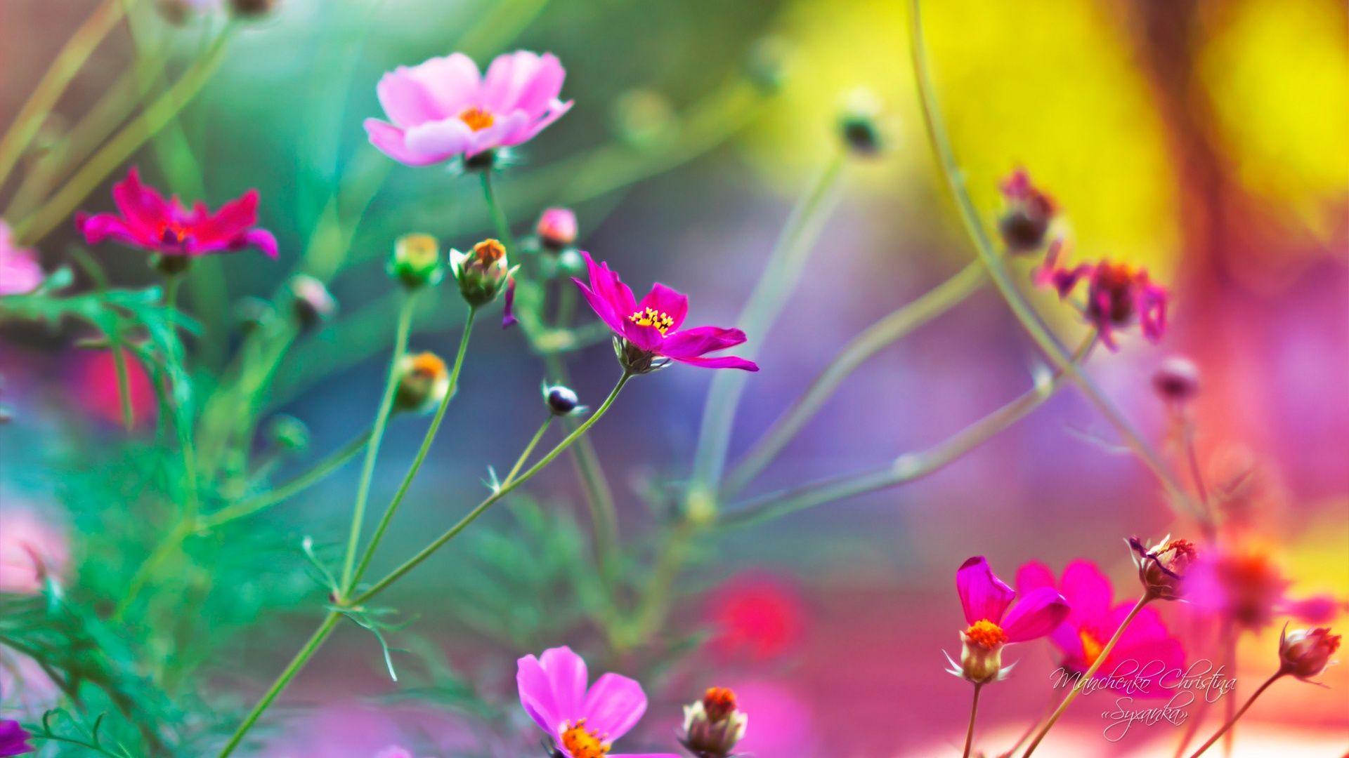 1920x1080 Amazing Flowers Wallpaper in jpg format for free download