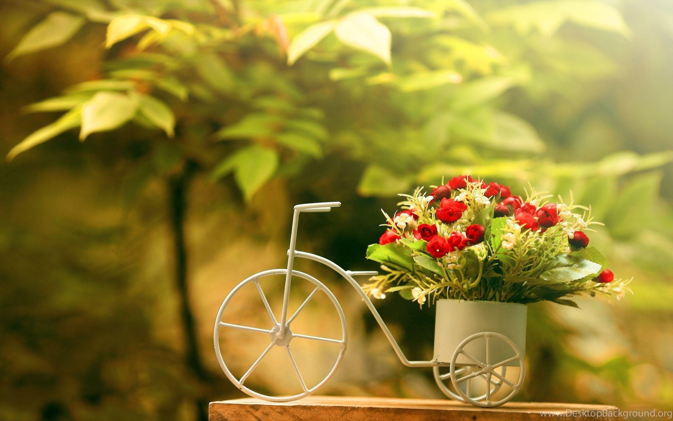 2560x1600 Amazing Flower Desktop Background