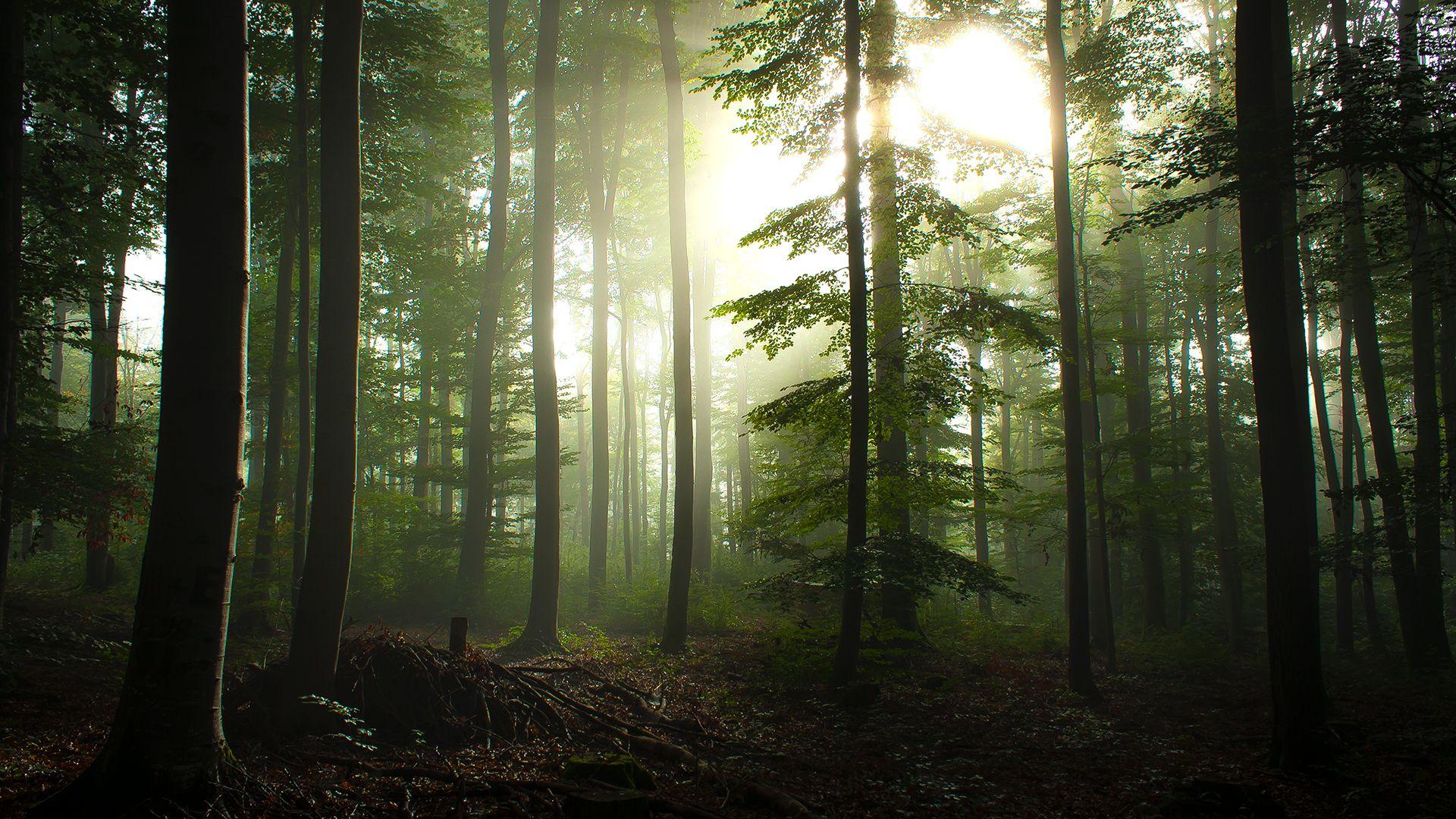 1920x1080 Pretty Fog Wallpaper