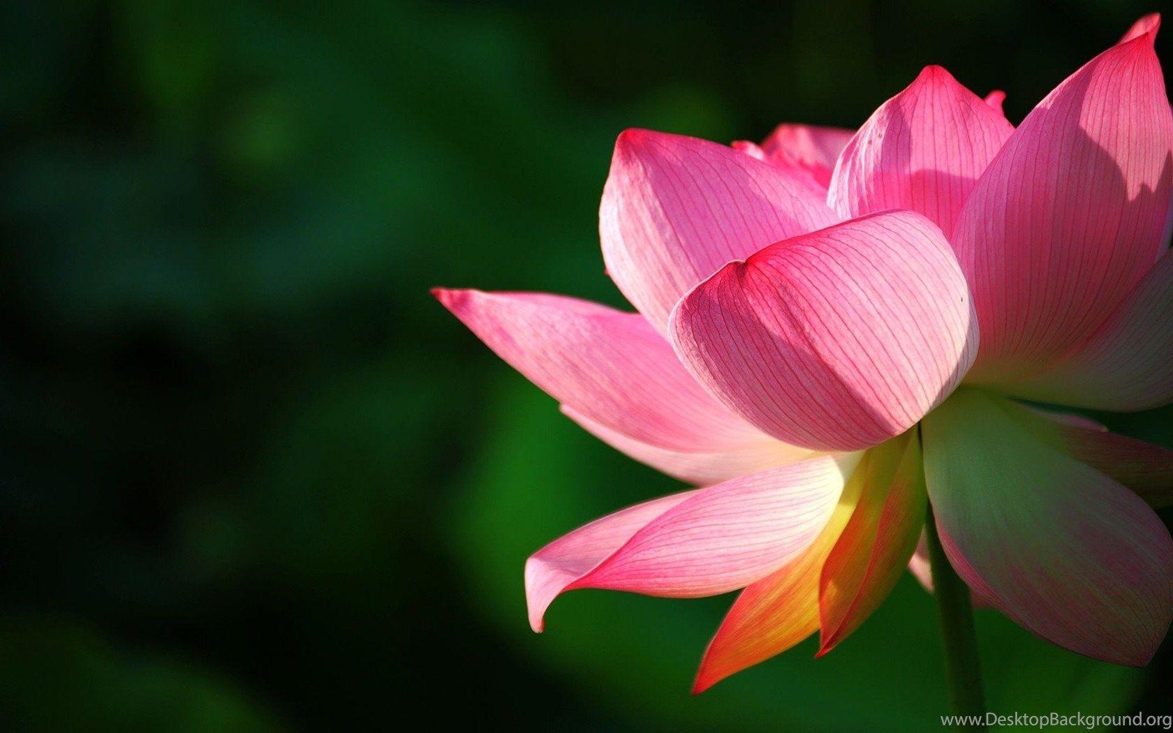 1680x1050 Amazing Flower Wallpaper Download Desktop Background