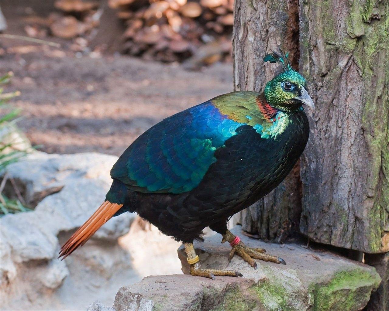 1280x1024 Wallpaper Tagged With Pheasant: Monal China Altitude Pheasant Asian