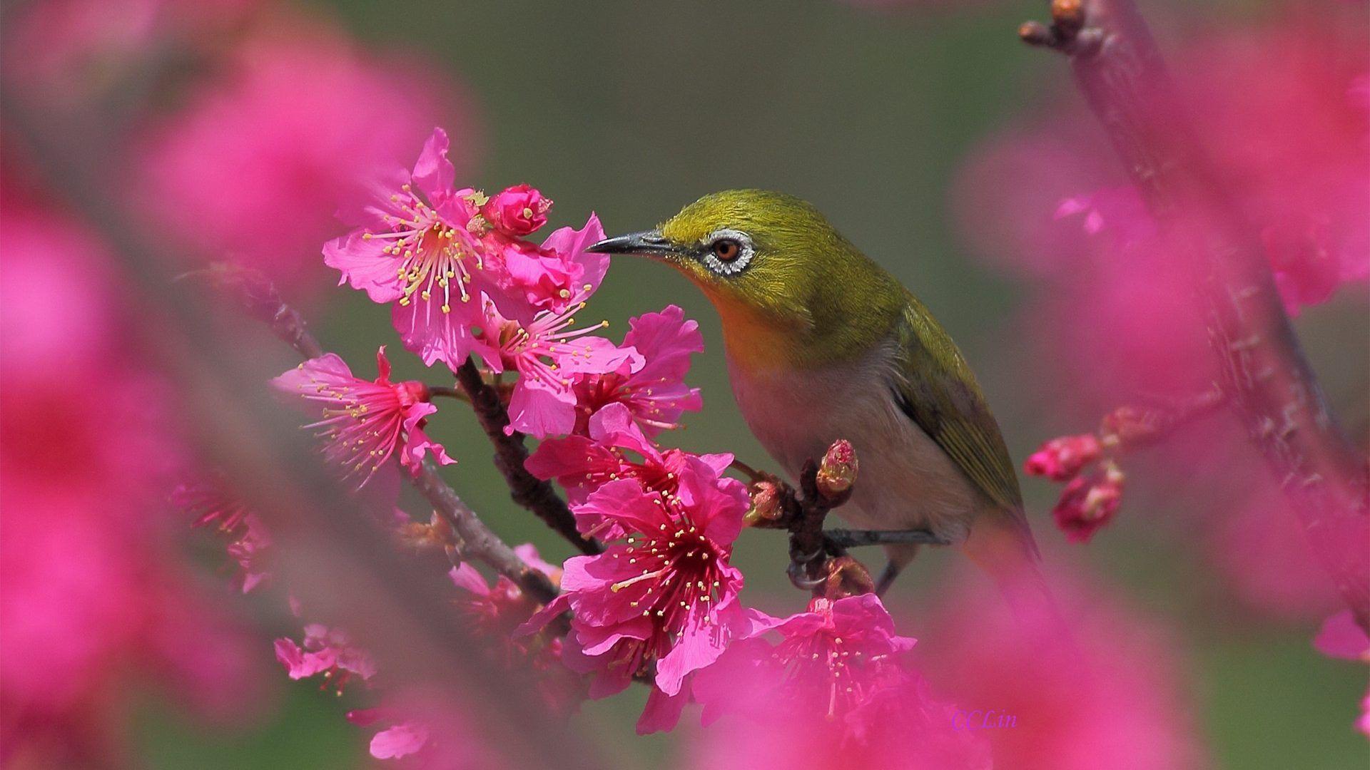 1920x1080 Blossom Tag wallpaper: Flowers Asian Bridges Blossom Oriental Art