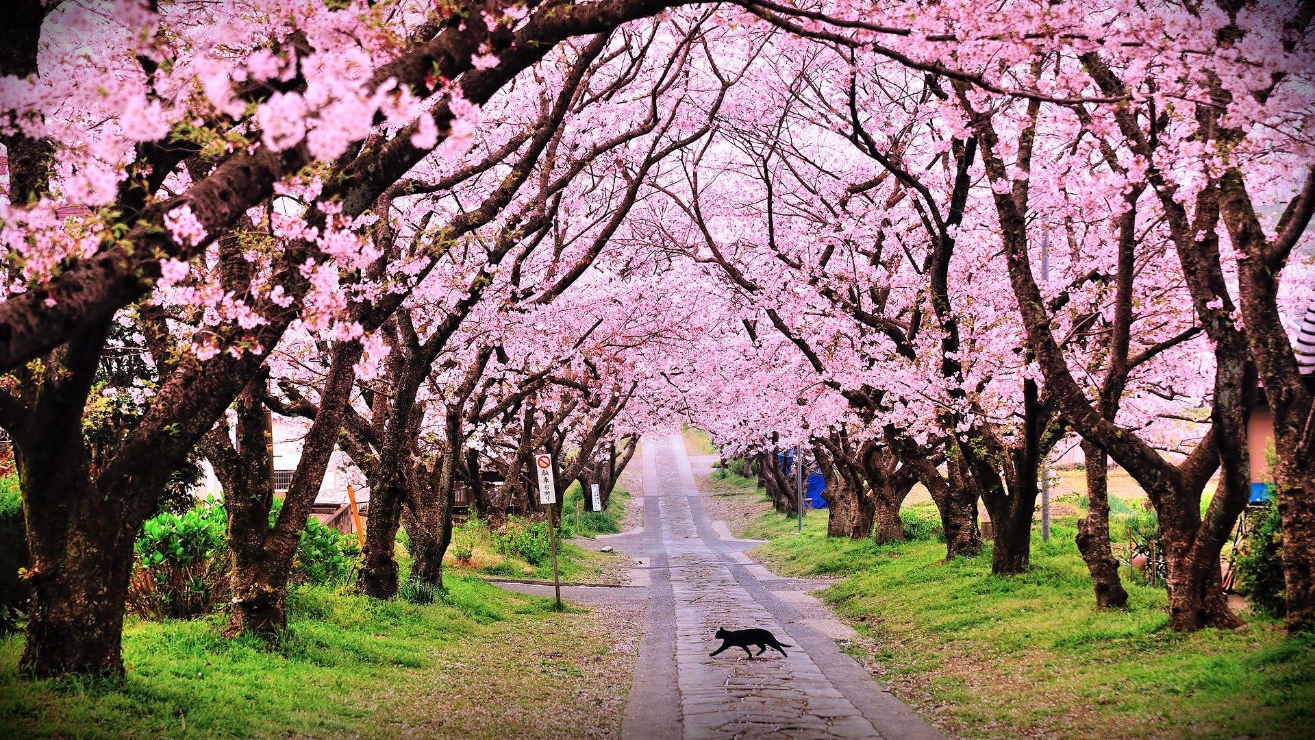1920x1080 Blossom Tag wallpaper: Flowers Asian Bridges Blossom Oriental Art