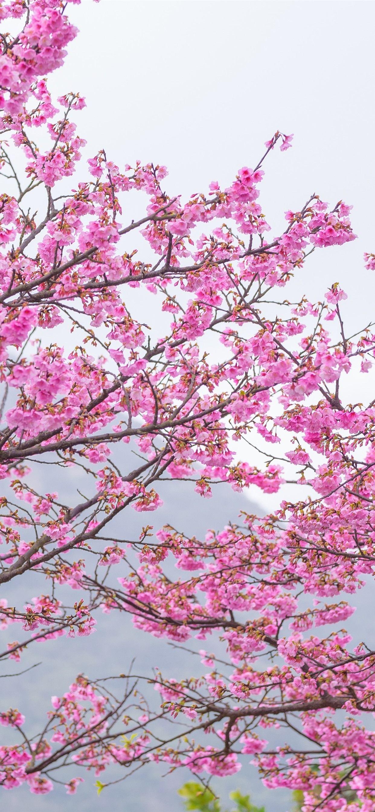1242x2688 Hình nền iPhone Pink Sakura, Nở, Mùa xuân, Cây - Sakura Tree - 1242x2688 Hình nền