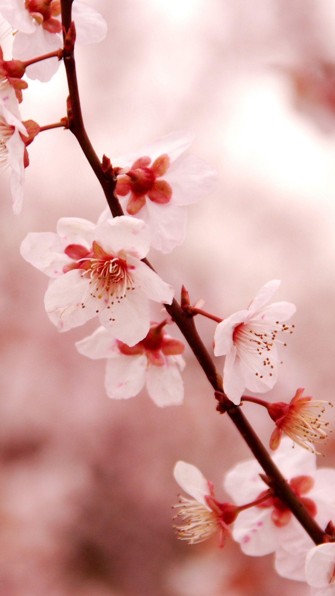 Hình nền di động 1080x1920 Cherry and Sakura Flowers: