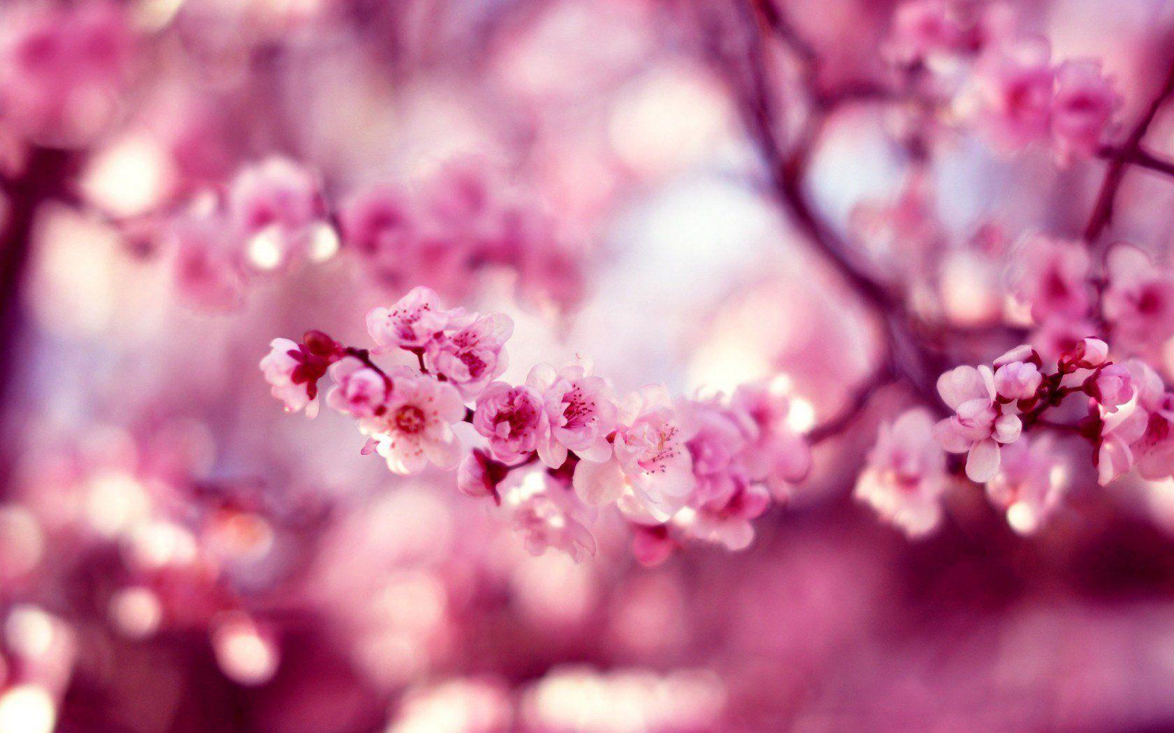 1680x1050 bokeh, Cherry, Flowers, Macro, Hd, Wallpaper, Photo, Pink, Sakura, Spring Wallpaper HD / Desktop and Mobile Background