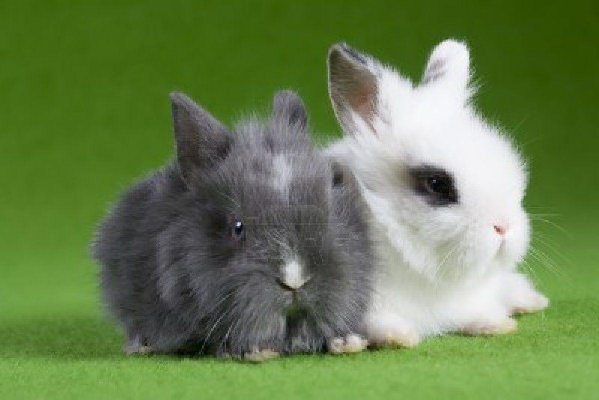 Baby Bunnies Wallpapers - Top Free Baby Bunnies Backgrounds 