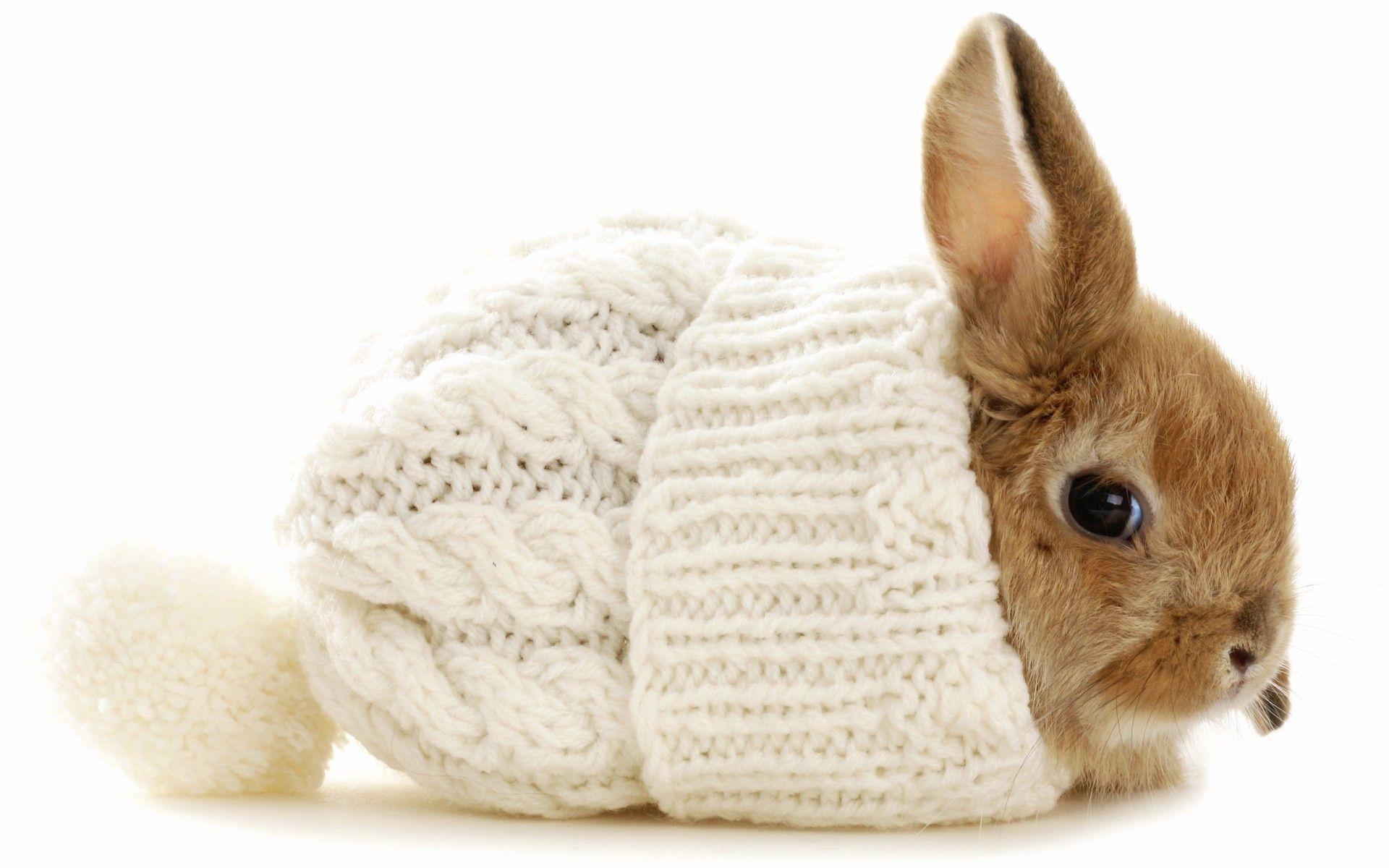 1920x1200 Bunny Rabbit Beanie Baby White wallpaperx1200