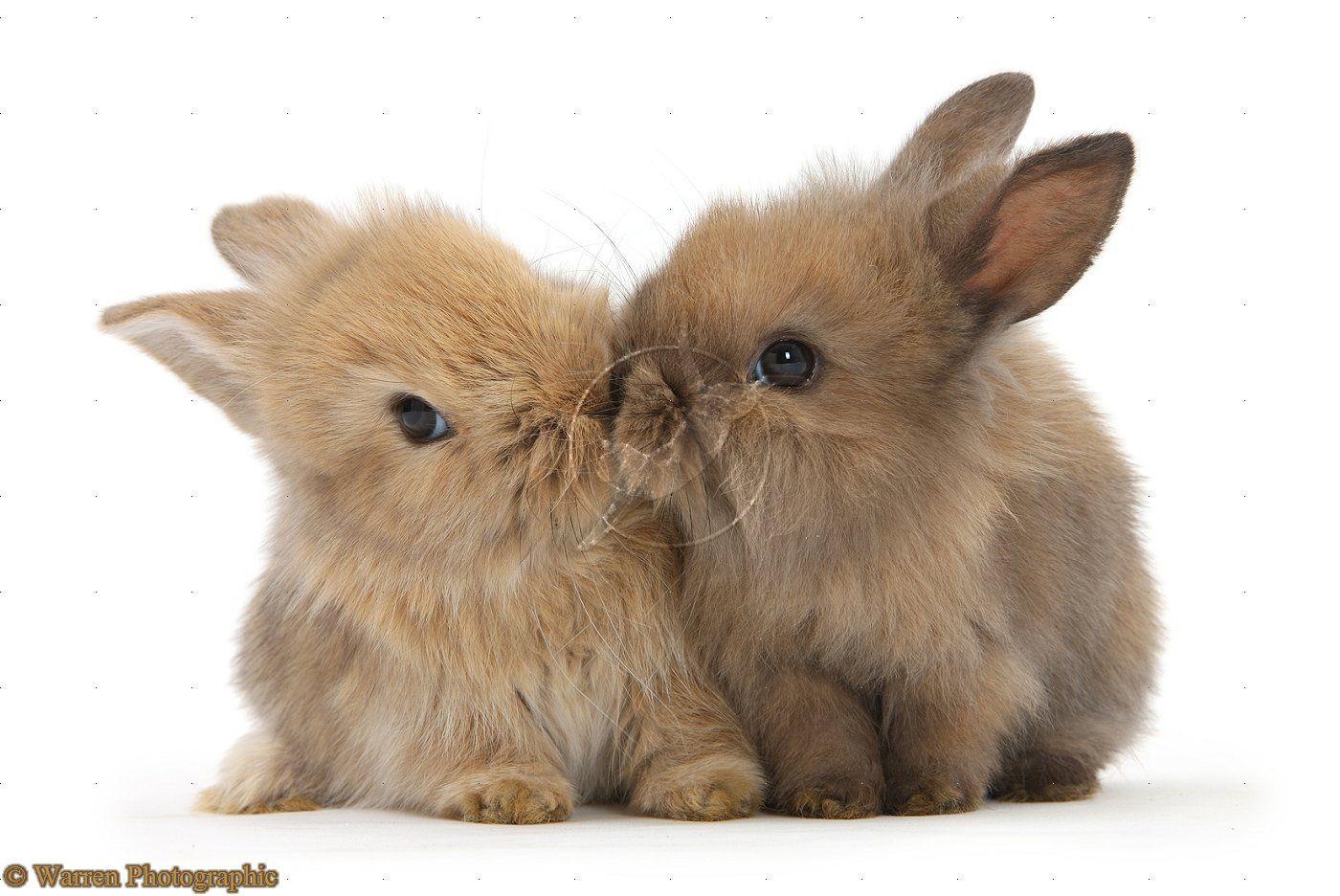 1400x936 Baby Bunny Wallpaper