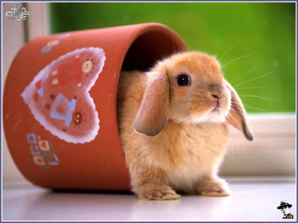 1024x768 Pure love wallpaper: Easter (Happy Easter ! Paste fericit ! )