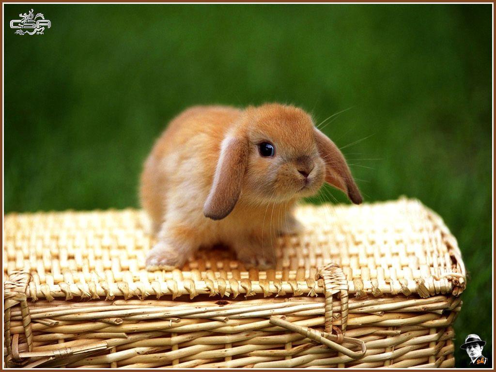 1024x768 Free download Baby Bunny image baby bunny wallpaper photo 19899207 [1024x768] for your Desktop, Mobile & Tablet. Explore Baby Bunny Wallpaper. Free Bunny Wallpaper, Cute Bunny Wallpaper, Bunny Wallpaper for Desktop