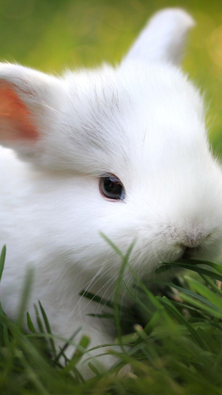 720x1280 Baby Rabbit eating grass Galaxy S3 Wallpaper (720x1280). Cute animals, Animals, Baby animals