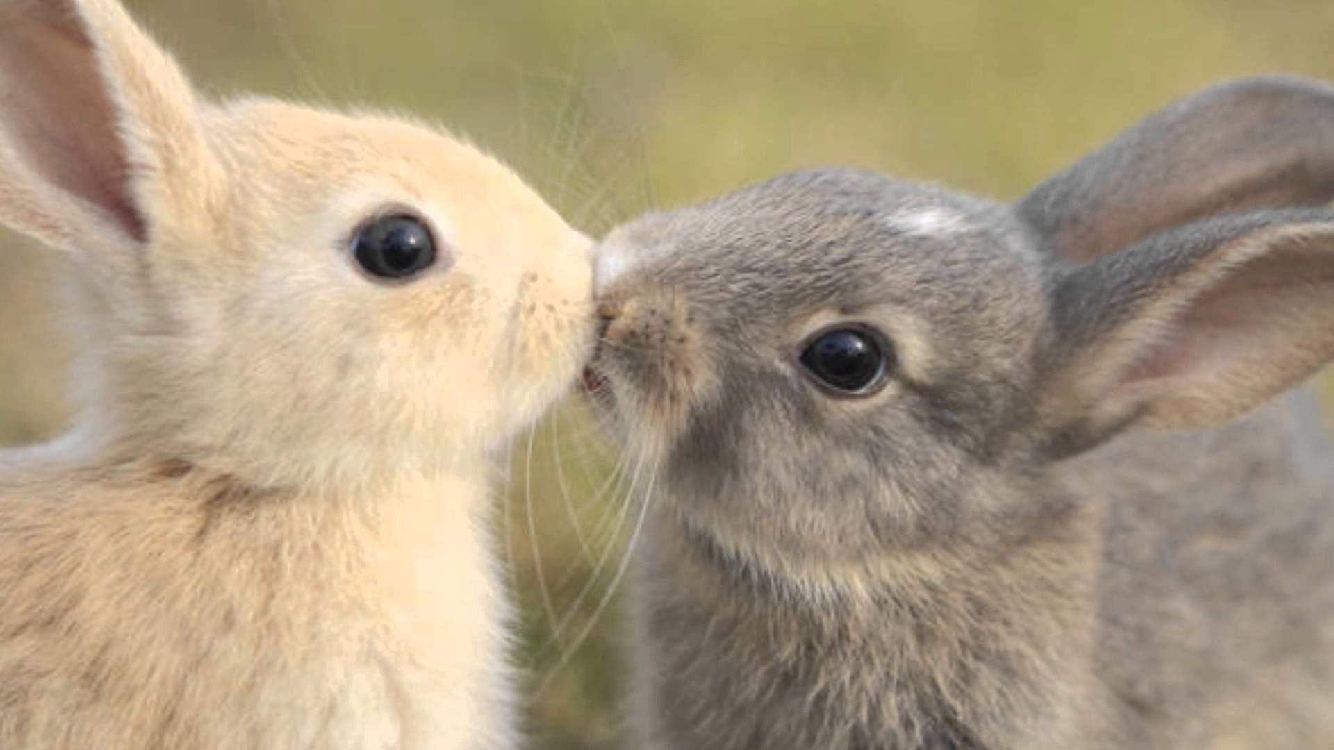 1920x1080 Wallpaper Bunnies