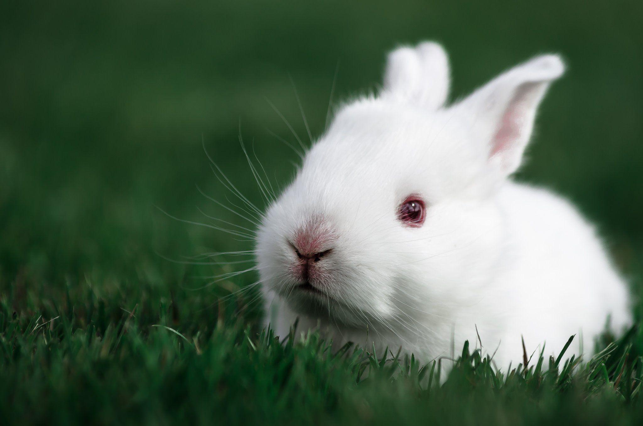 2048x1356 white, Rabbit, Rabbit, Bunny, Baby, Easter Wallpaper HD / Desktop and Mobile Background