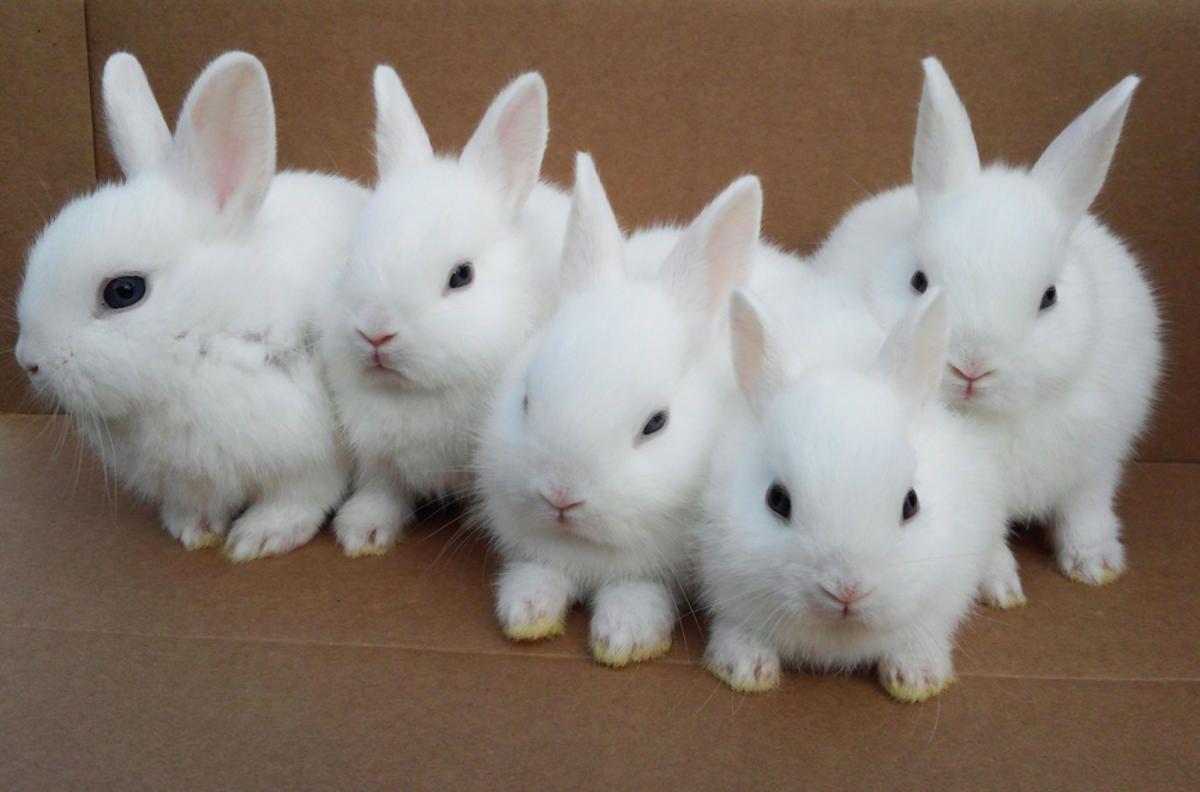1200x792 Cute White Baby Rabbit Best Wallpaper .