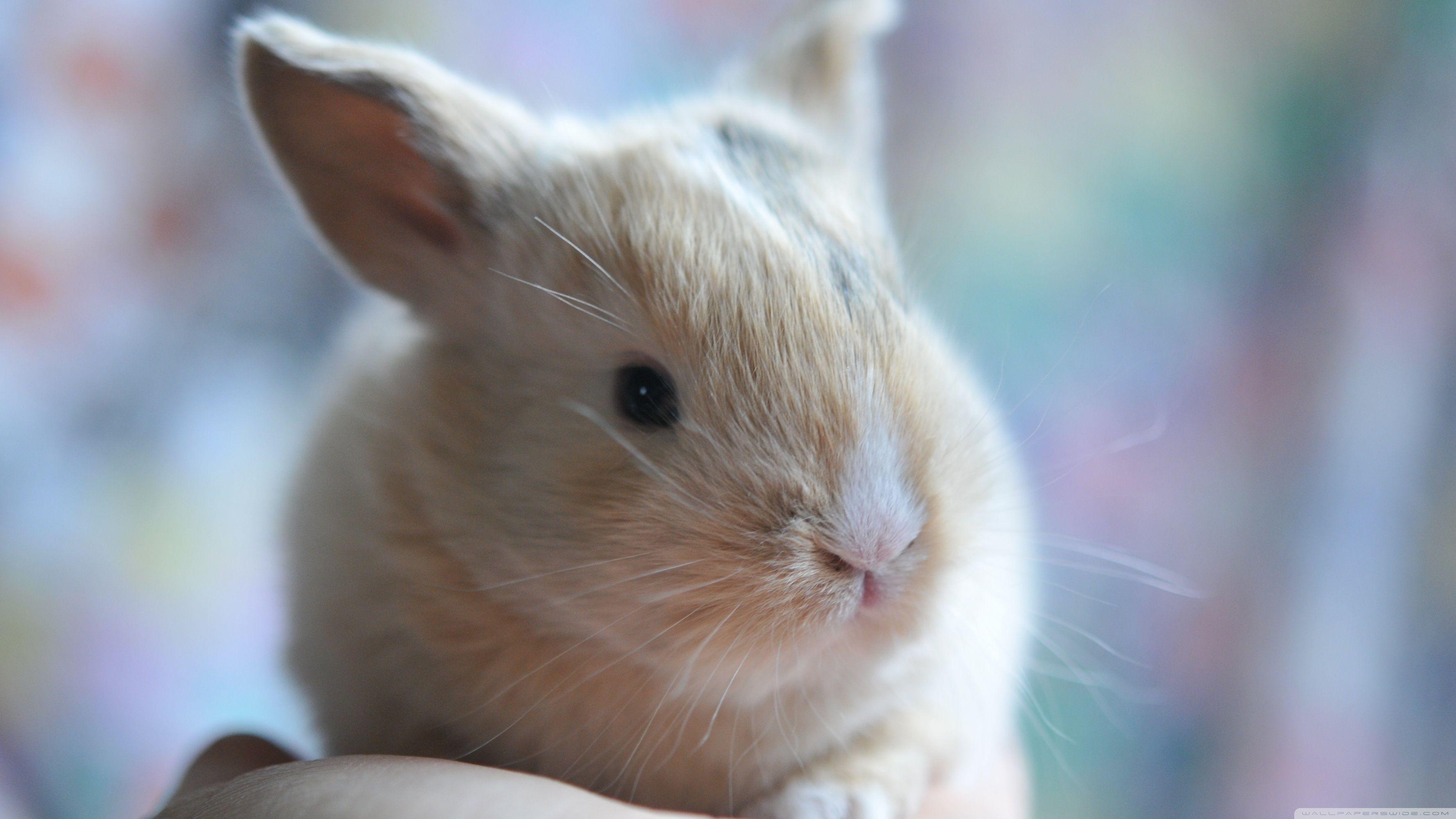 3554x1999 Cute Baby Bunny Ultra HD Desktop Background Wallpaper for 4K UHD TV : Widescreen & UltraWide Desktop & Laptop : Tablet