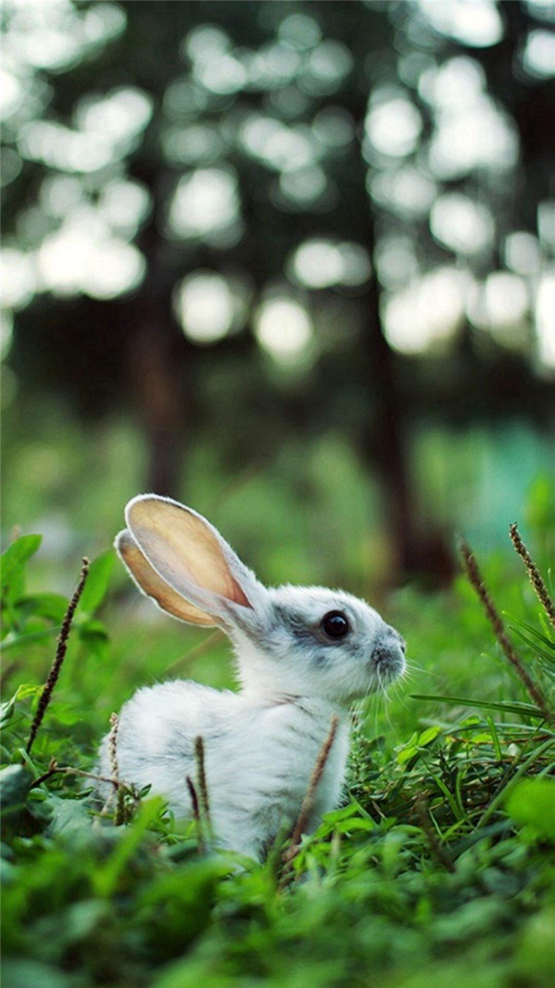 Baby Bunnies Wallpapers - Top Free Baby Bunnies Backgrounds ...