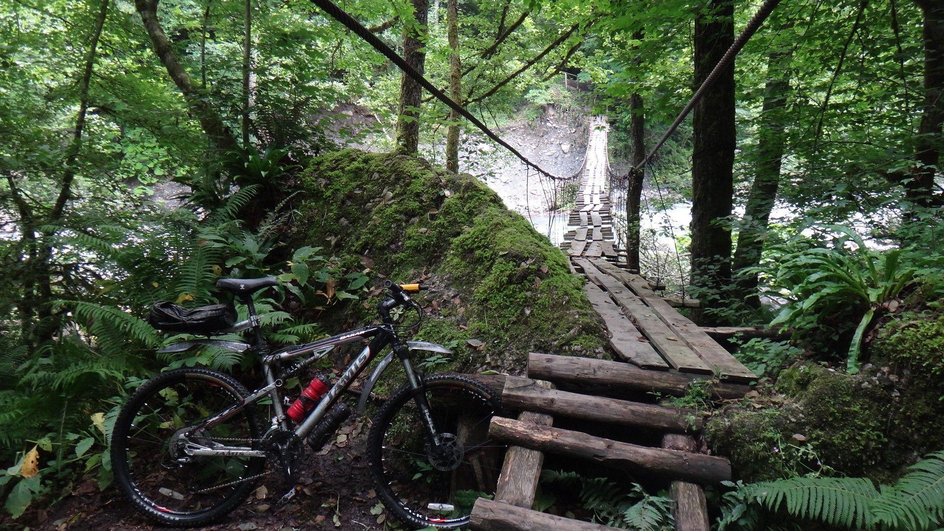 Вело лес. Велосипед МТБ лес. MTB Трейл Петергоф. Велосипед для гор и лесов. Горный велосипед в лесу.