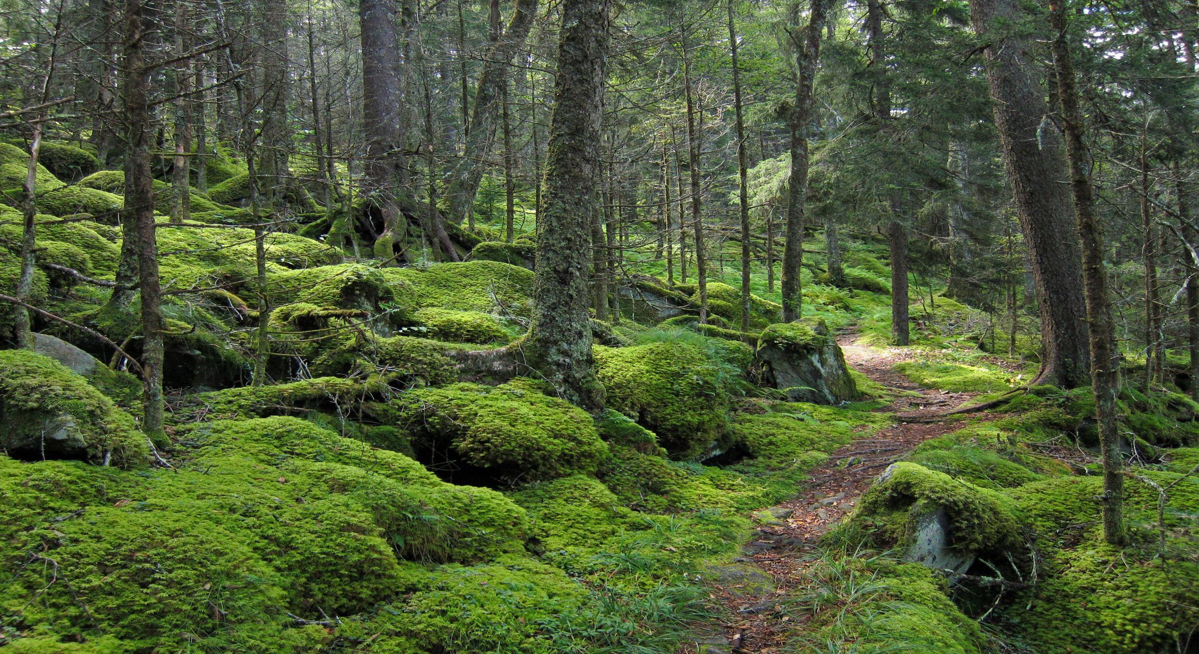 2448x1336 Trail Wallpaper