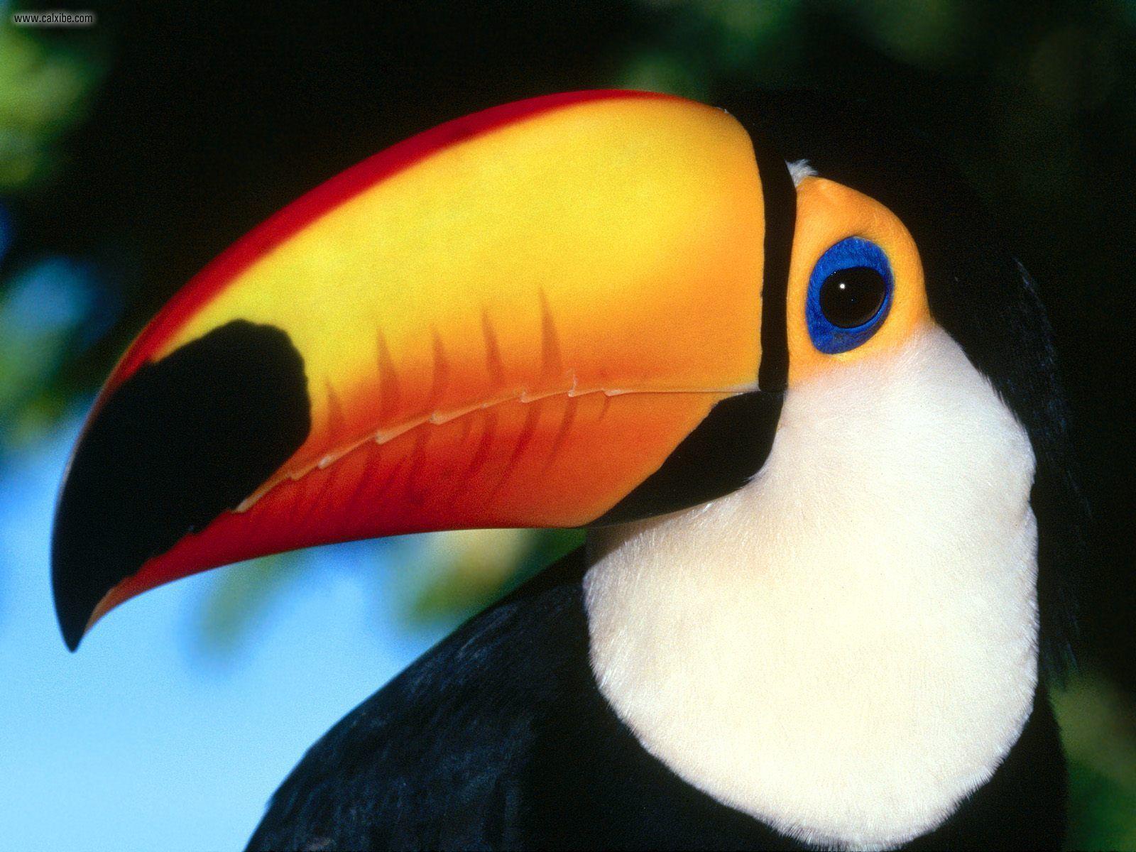 1600x1200 Animals: Toco Toucan, desktop wallpaper nr. 20078