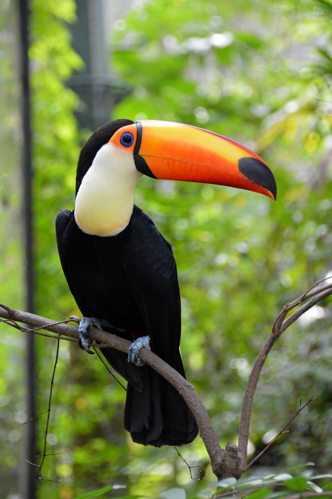 Toco Toucan Wallpapers Top Free Toco Toucan Backgrounds WallpaperAccess Toco Toucan Wallpapers Top Free Toco Toucan Backgrounds WallpaperAccess