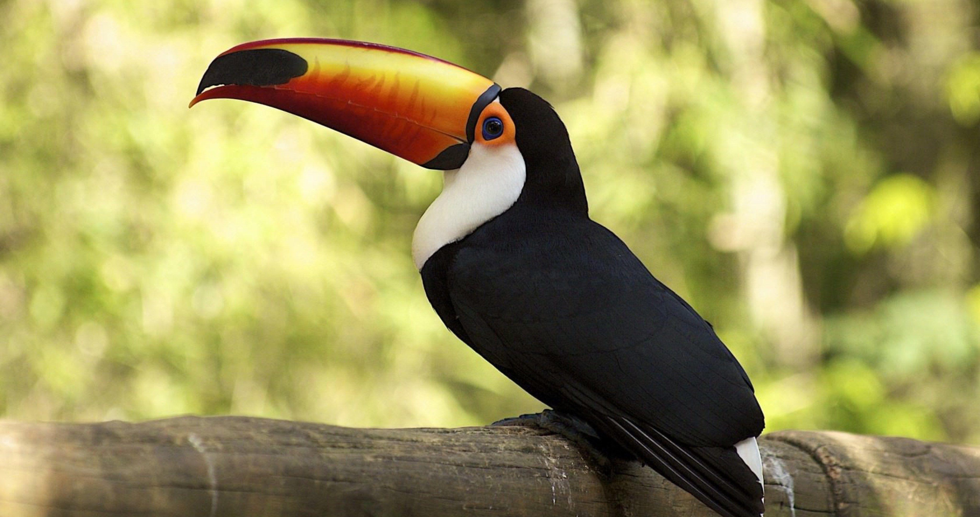 4096x2160 toucan 4k ultra HD wallpaper. Toco toucan, Rainforest animals, Toucans