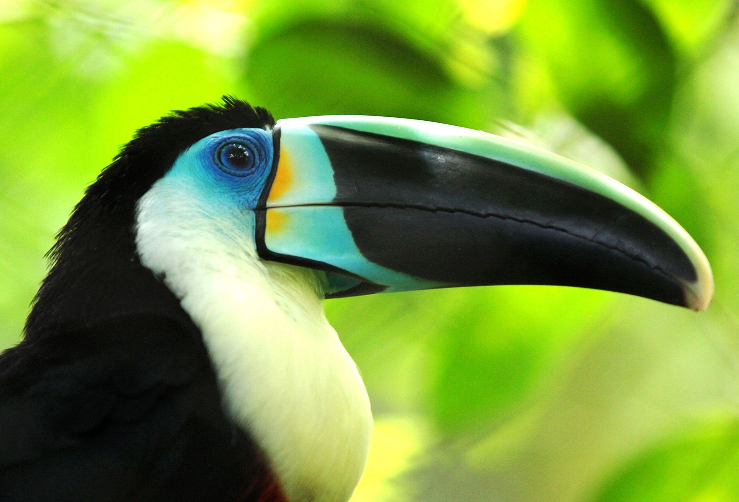 2400x1630 Free photo: Toucan, Beak, Bird