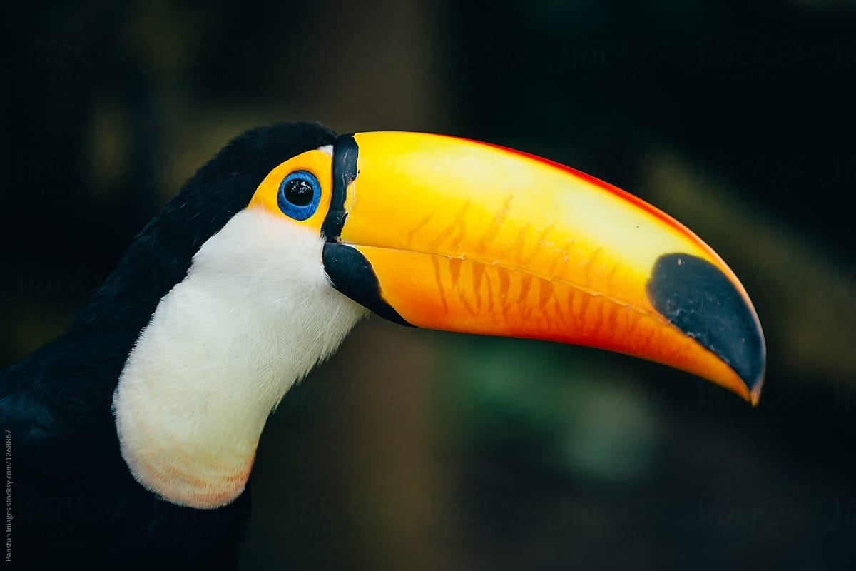 1200x800 Toco toucan by Pansfun Image, Toucan
