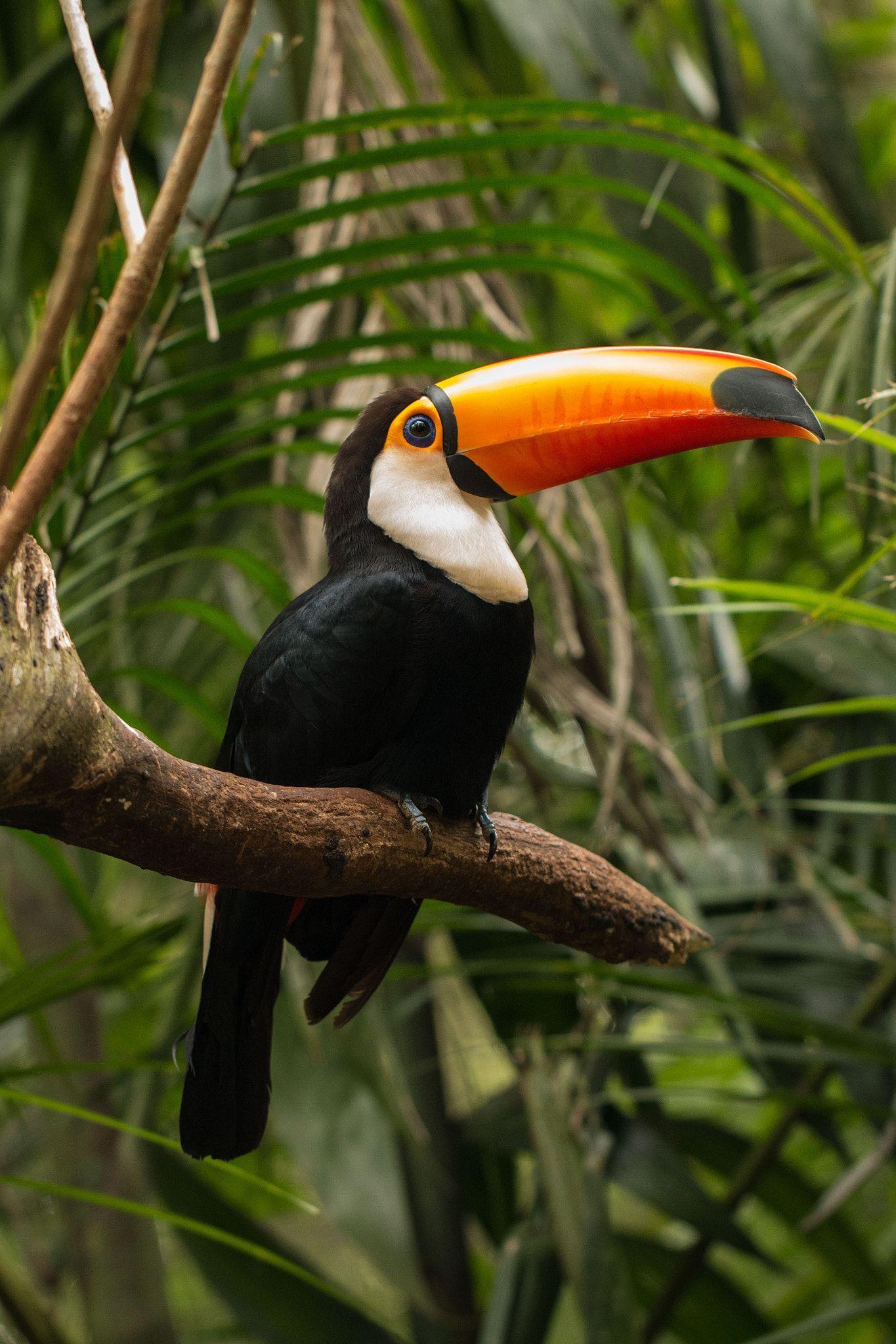 1365x2048 Toco Toucan. Toco toucan, Rainforest animals, Pretty animals