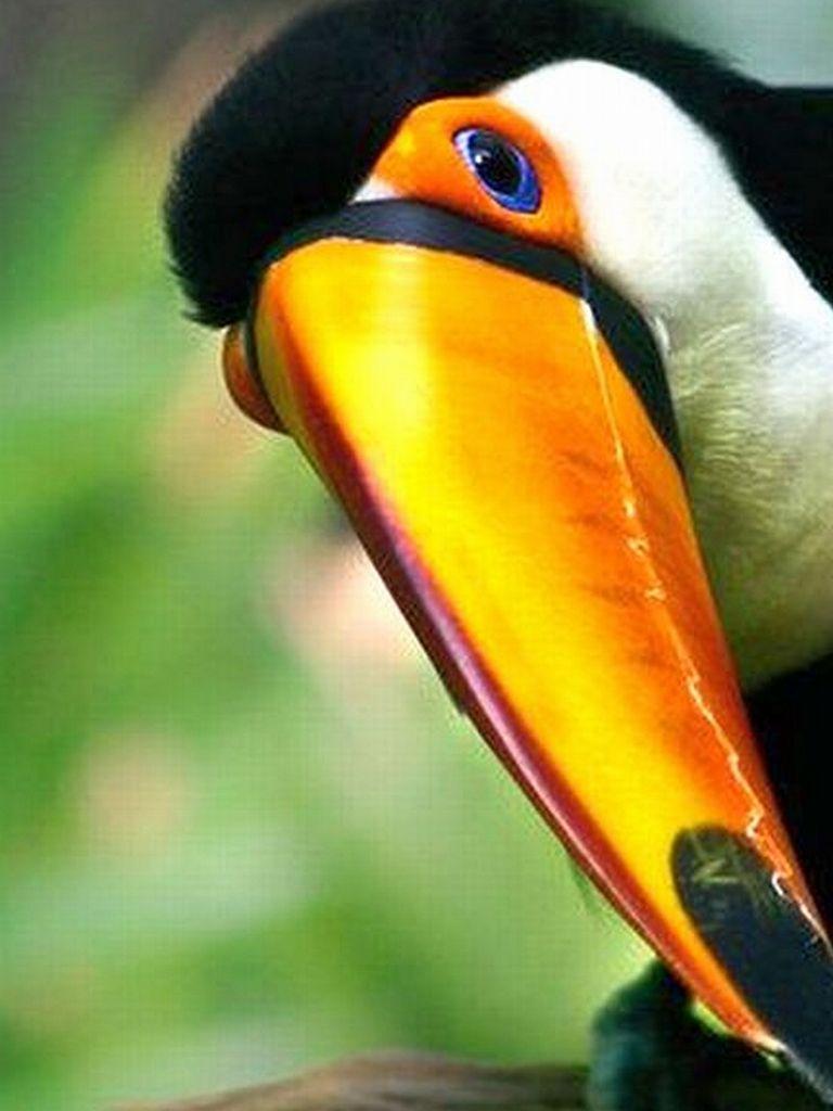 768x1024 Free download Animal Toco Toucan Wallpaper [1920x1080] for your Desktop, Mobile & Tablet. Explore Toucan Wallpaper. Toucan Wallpaper