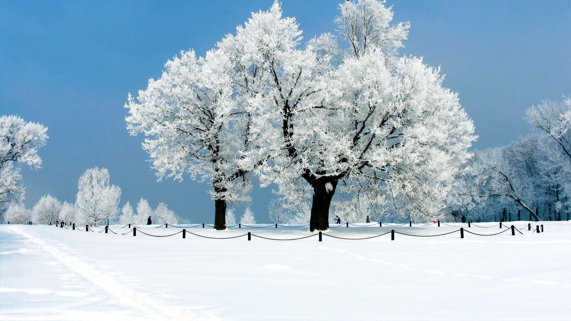 1920x1080 Beautiful Winter Wallpaper HD x 1080p Download Premium Quality #HD # winter #wallpaper. Winter backdrops, Winter wallpaper, Winter trees