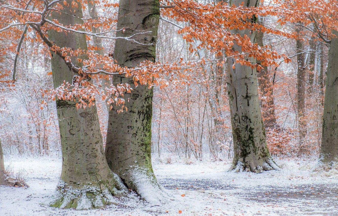 1332x850 Wallpaper autumn, snow, trees, Park, Germany, Munich, Bayern, Germany, Munich, Bavaria, English garden, English Garden image for desktop, section природа