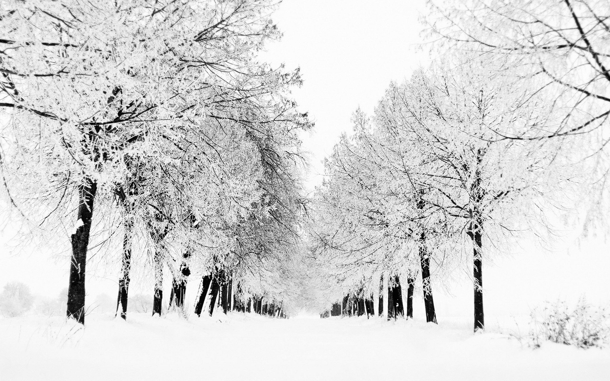 2560x1600 Winter Wallpaper HD Widescreen