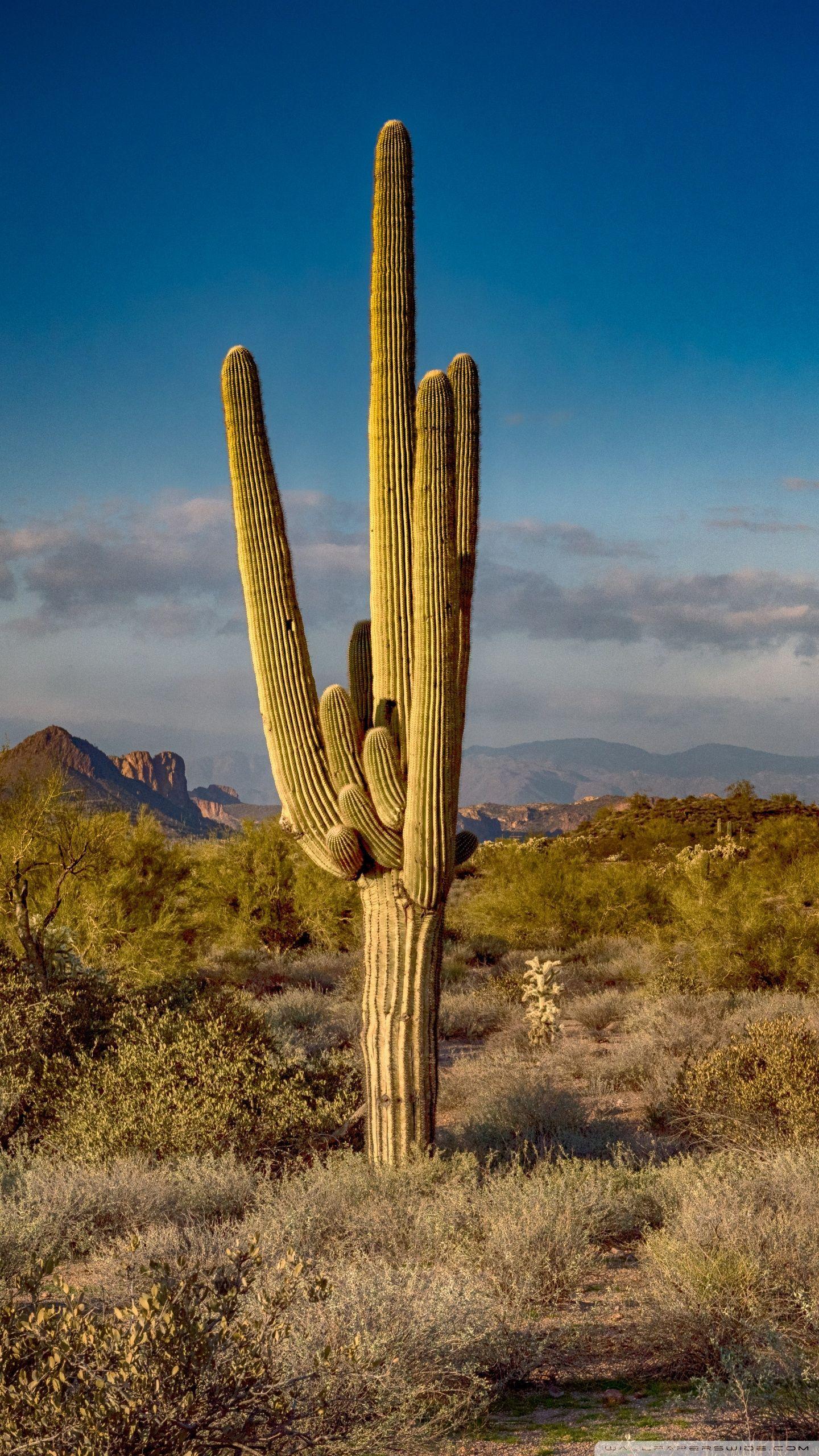 1440x2560 Phoenix Arizona Desert iPhone Wallpaper