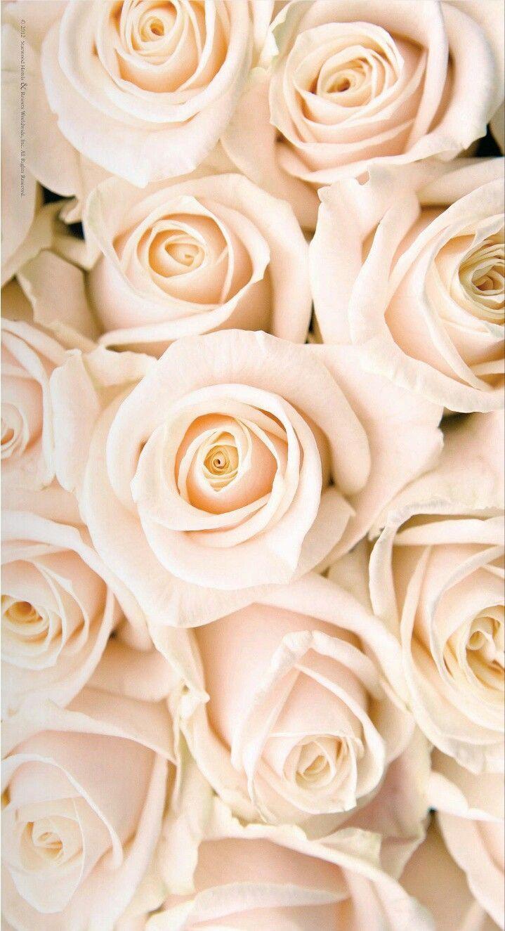 719x1325 Best Rose flower wallpaper image. flower wallpaper, rose flower wallpaper, rose