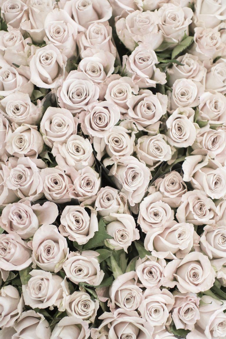 768x1150 Blush Roses, Print
