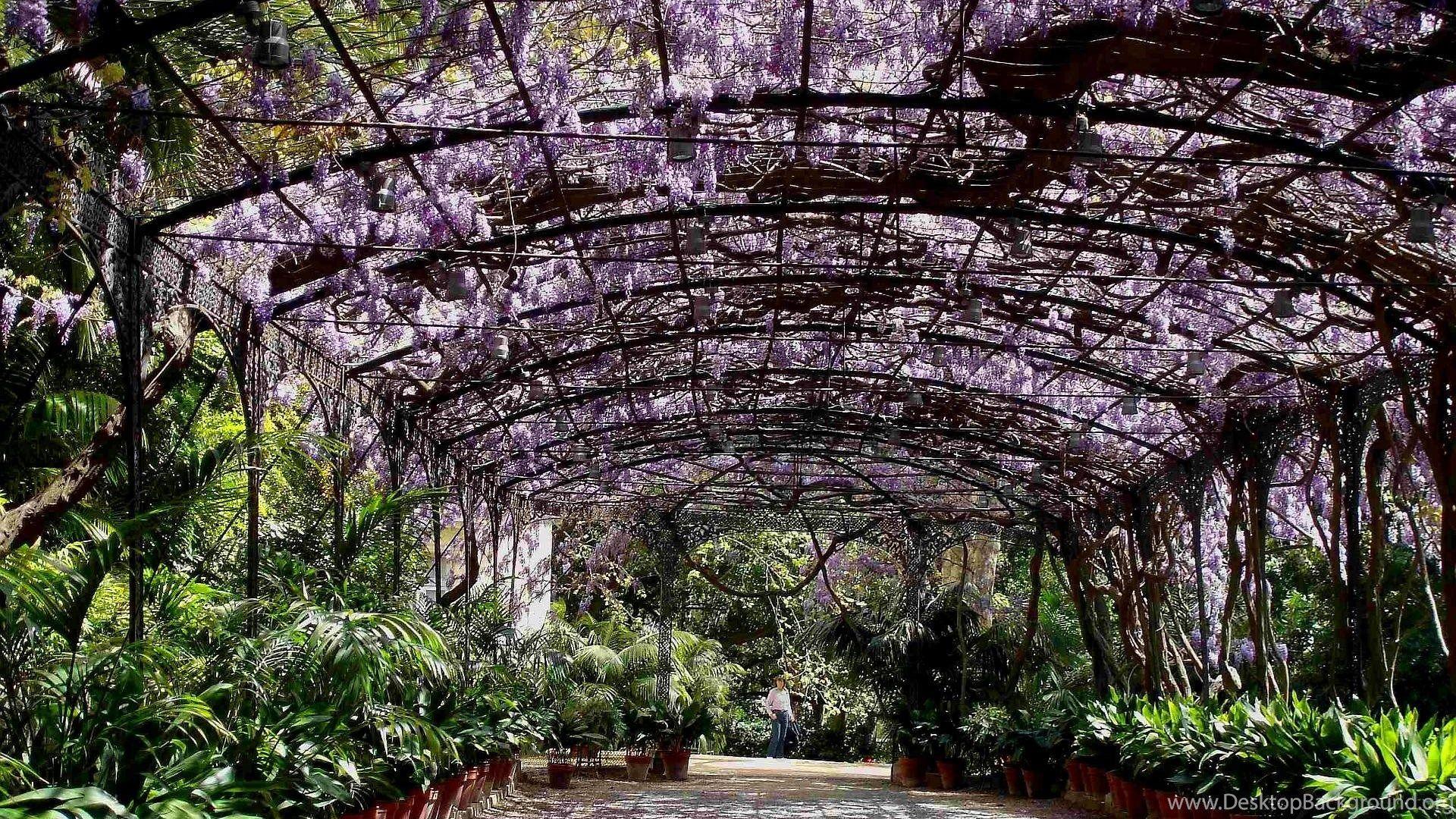 1920x1080 Wisteria At La Concepcion Gardens, Malaga, Spain >> HD Wallpaper. Desktop Background