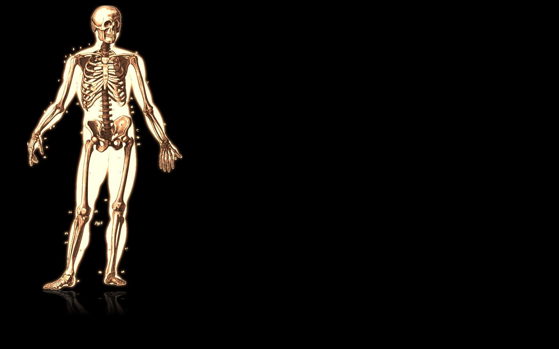 1920x1200 Human Anatomy Wallpaper for Desktop. Human Skeleton Wallpaper, Biomechanical Human HD Wallpaper and Human Wallpaper
