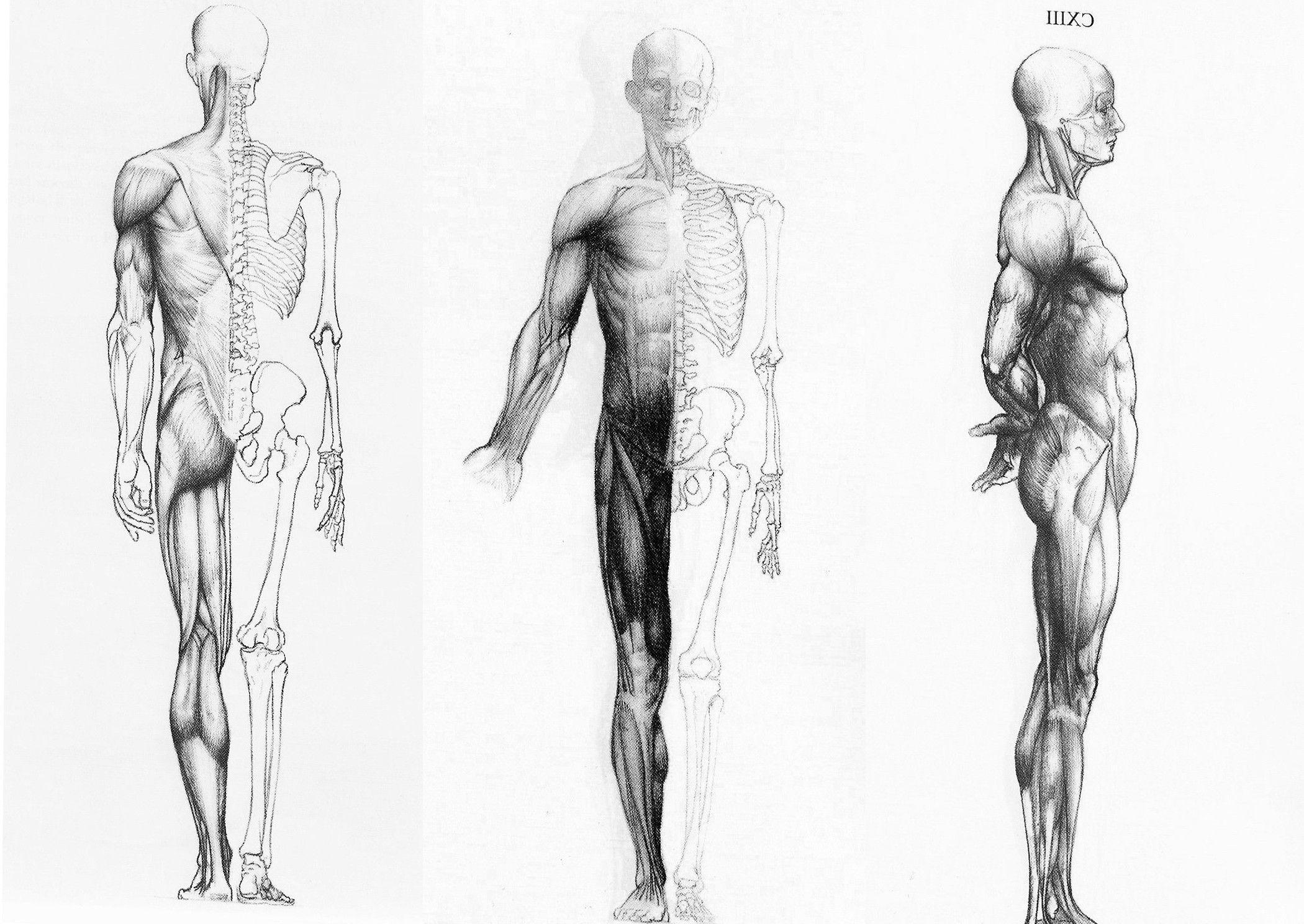 2100x1488 Human Body Wallpaper