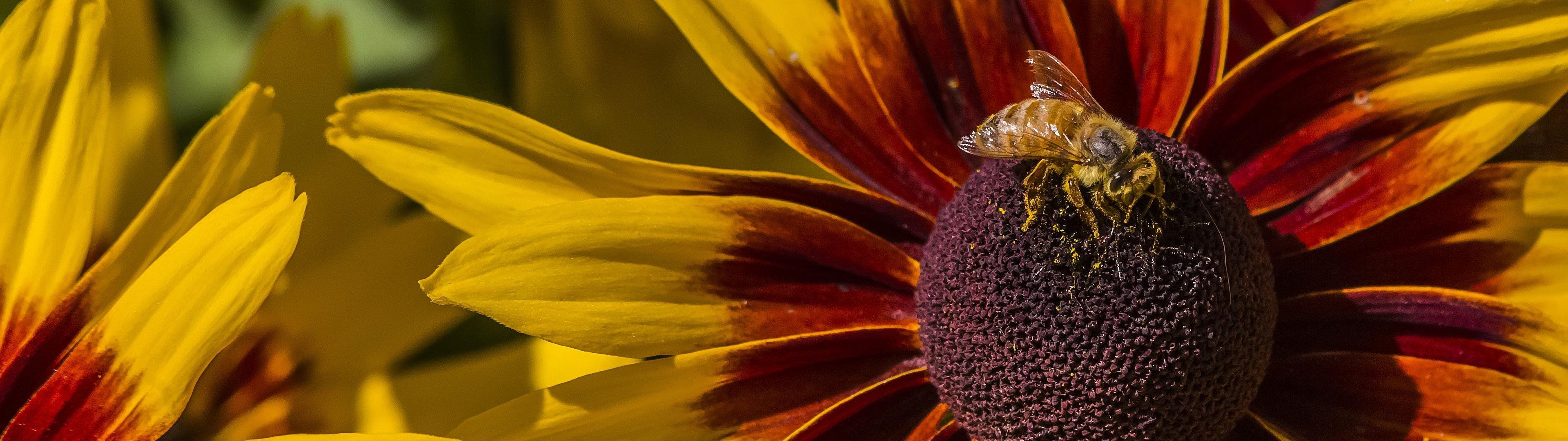 3840x1080 Dual Screen Flower and Bee 4K wallpaper