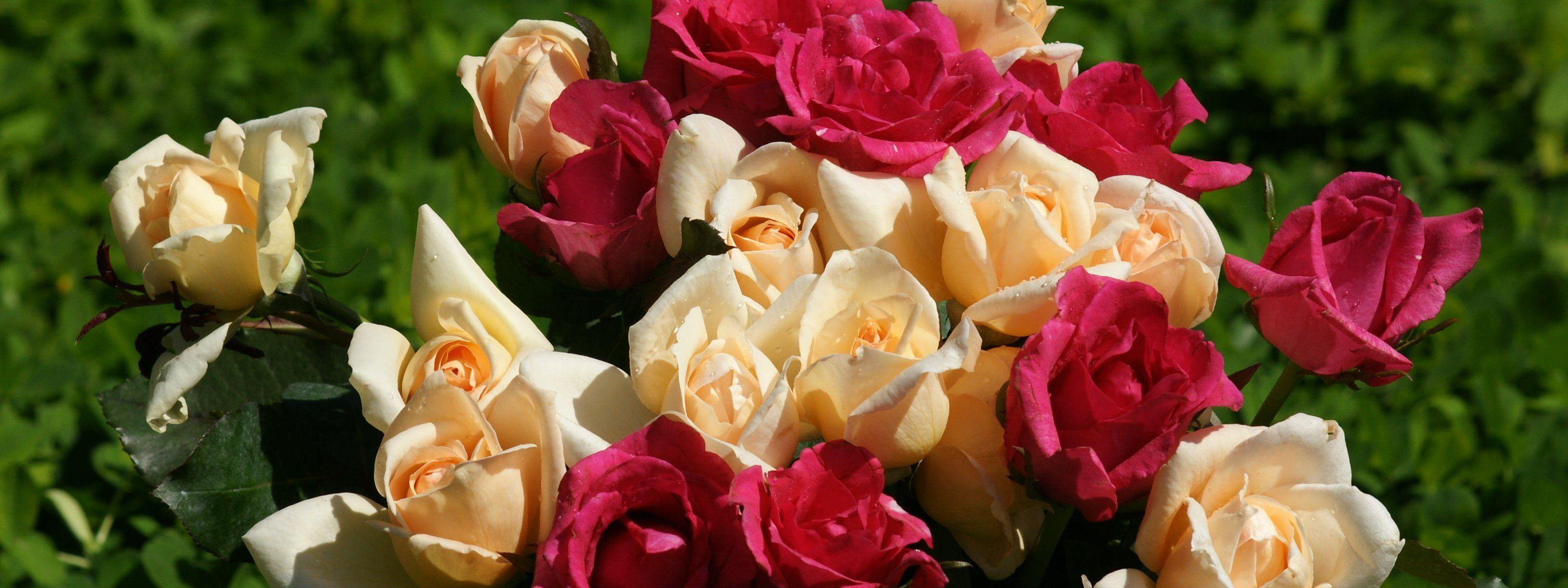 3200x1200 Roses monitor wallpaper