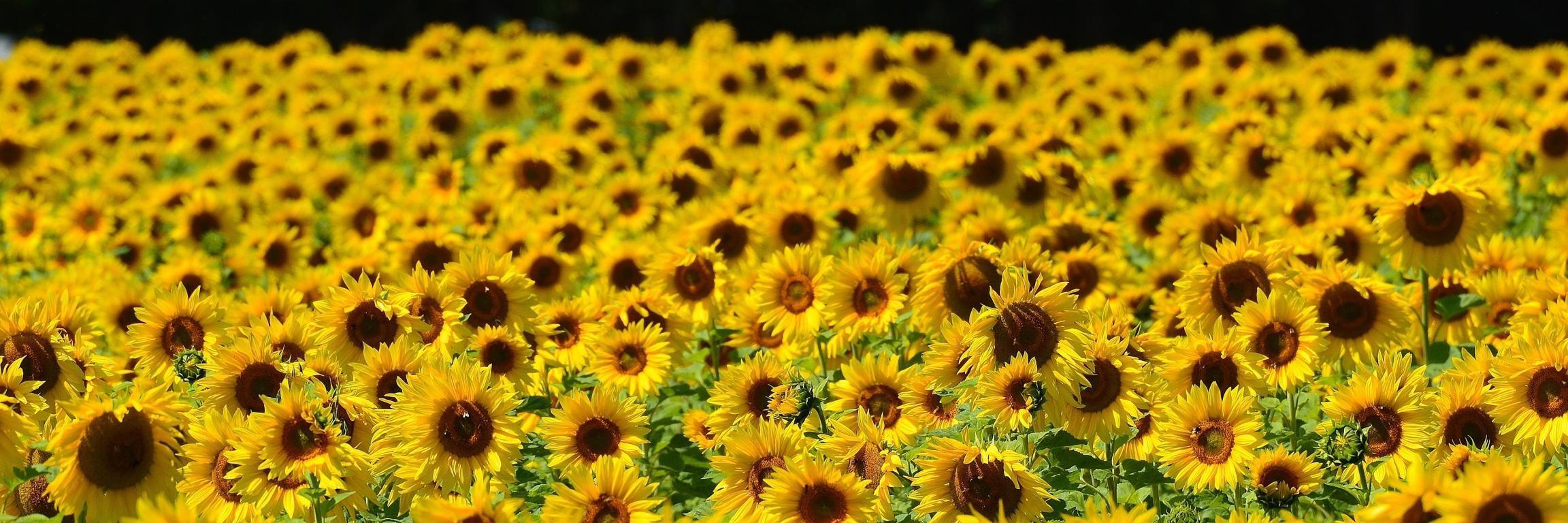 2304x768 Yellow Dual Monitor Wallpaper