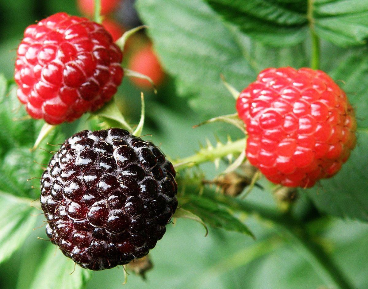 1200x942 Rubus occidentalis