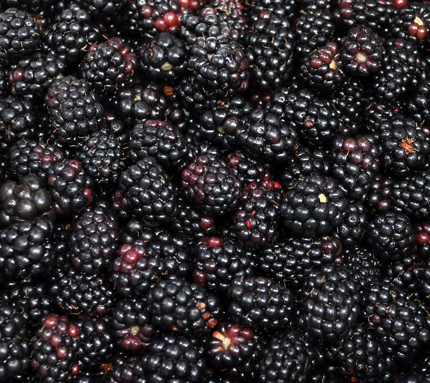 1427x1271 Black Berries Wallpaper 1427×1271