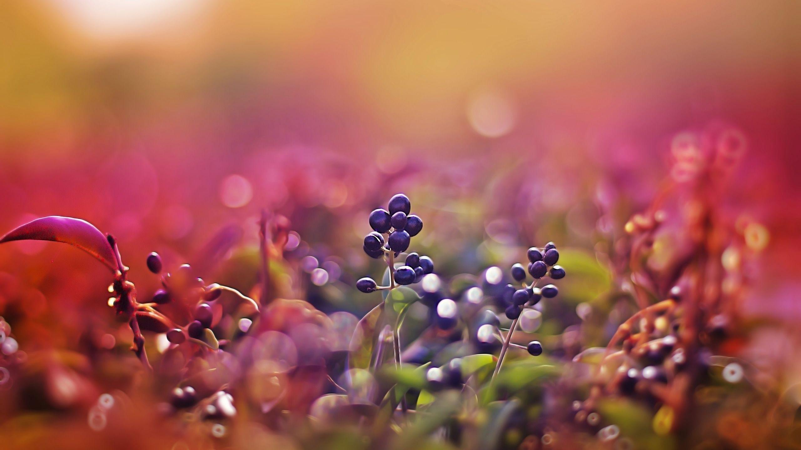 Black Fruit Wallpapers Top Free Black Fruit Backgrounds WallpaperAccess